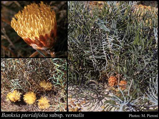 Photograph of Banksia pteridifolia subsp. vernalis (A.S.George) A.R.Mast & K.R.Thiele
