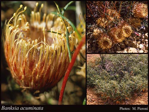 Photograph of Banksia acuminata A.R.Mast & K.R.Thiele