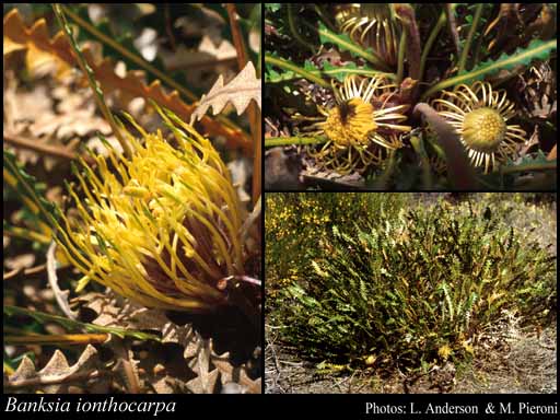 Photograph of Banksia ionthocarpa (A.S.George) A.R.Mast & K.R.Thiele