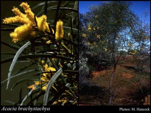 Photograph of Acacia brachystachya Benth.