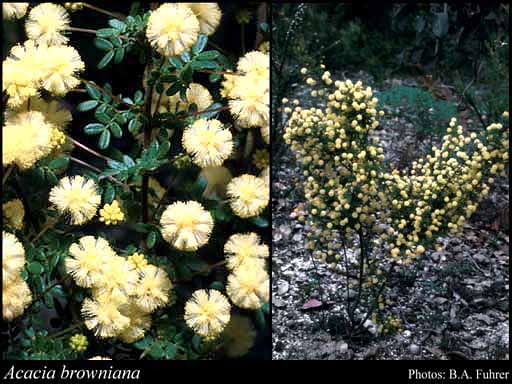 Photograph of Acacia browniana H.L.Wendl.