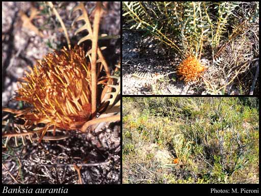 Photograph of Banksia aurantia (A.S.George) A.R.Mast & K.R.Thiele