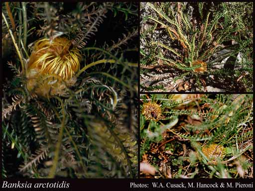 Photograph of Banksia arctotidis (R.Br.) A.R.Mast & K.R.Thiele
