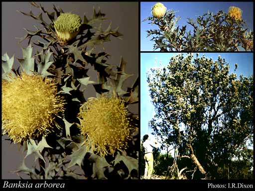 Photograph of Banksia arborea (C.A.Gardner) A.R.Mast & K.R.Thiele