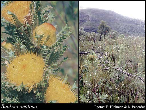 Photograph of Banksia anatona (A.S.George) A.R.Mast & K.R.Thiele