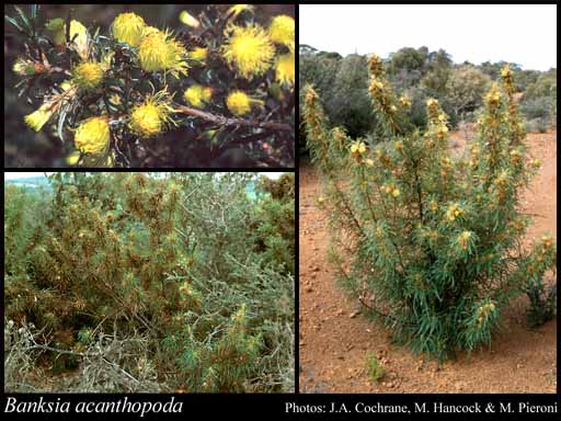 Photograph of Banksia acanthopoda (A.S.George) A.R.Mast & K.R.Thiele