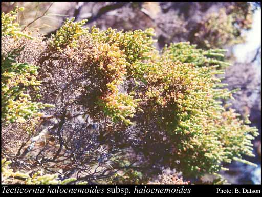 Photograph of Tecticornia halocnemoides (Nees) K.A.Sheph. & Paul G.Wilson subsp. halocnemoides