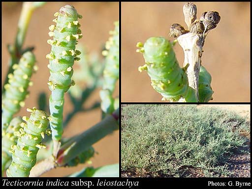 Photograph of Tecticornia indica subsp. leiostachya (Benth.) K.A.Sheph. & Paul G.Wilson