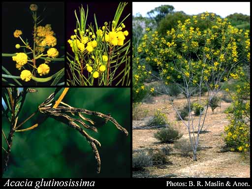 Photograph of Acacia glutinosissima Maiden & Blakely