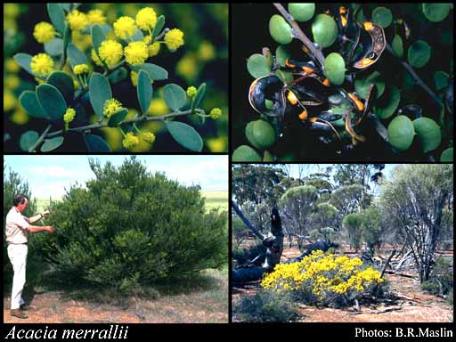 Photograph of Acacia merrallii F.Muell.