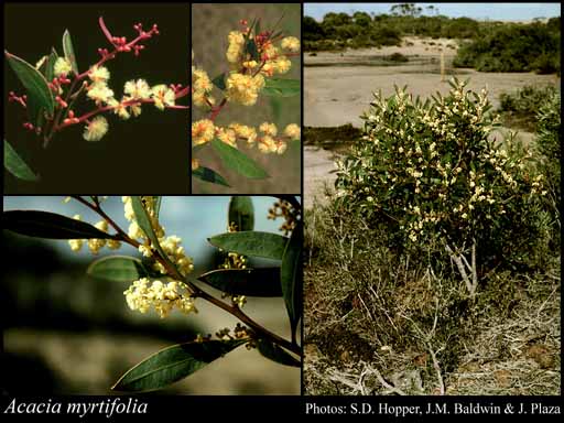 Photograph of Acacia myrtifolia (Sm.) Willd.