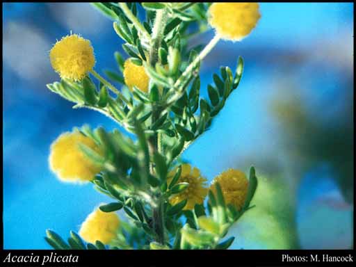Photograph of Acacia plicata Maslin