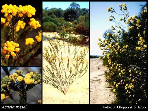 Photograph of Acacia rossei F.Muell.