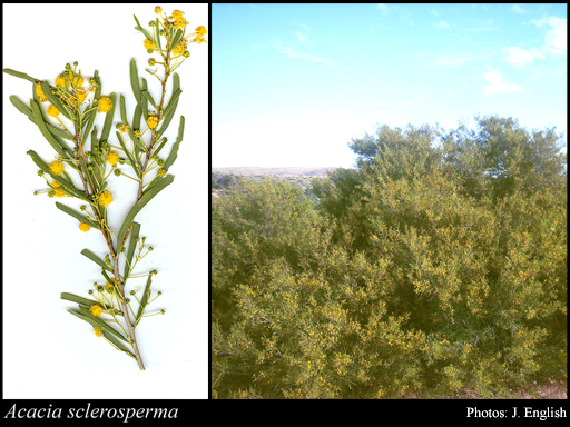 Photograph of Acacia sclerosperma F.Muell.