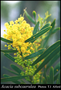 Photograph of Acacia subcaerulea Lindl.