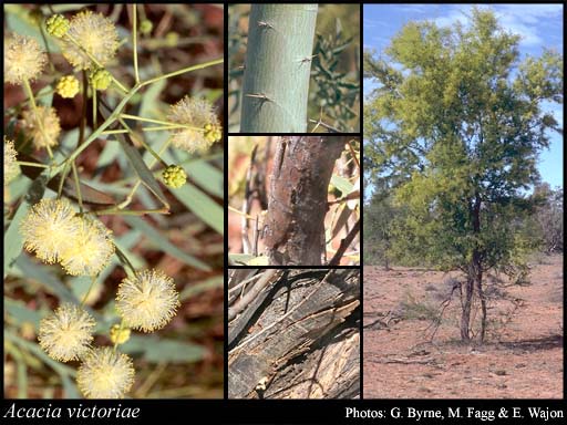 Photograph of Acacia victoriae Benth.