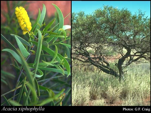 Photograph of Acacia xiphophylla E.Pritz.