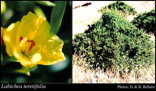Photograph of Labichea teretifolia C.A.Gardner