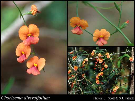 Photograph of Chorizema diversifolium A.DC.