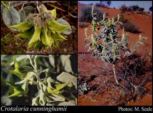 Photograph of Crotalaria cunninghamii R.Br.