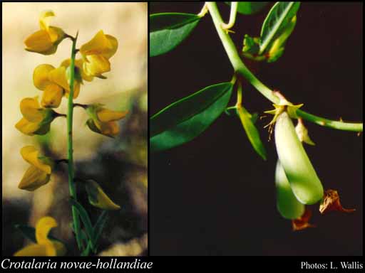 Photograph of Crotalaria novae-hollandiae DC.