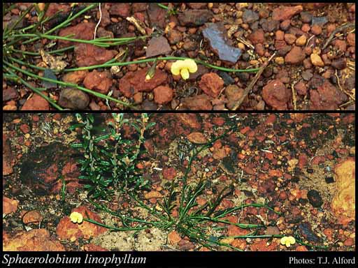 Photograph of Sphaerolobium linophyllum (Huegel) Benth.