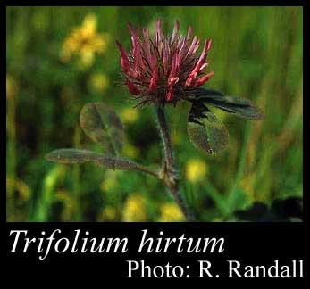 Photograph of Trifolium hirtum All.