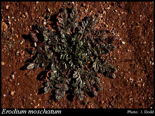 Photograph of Erodium moschatum (L.) L'Her.