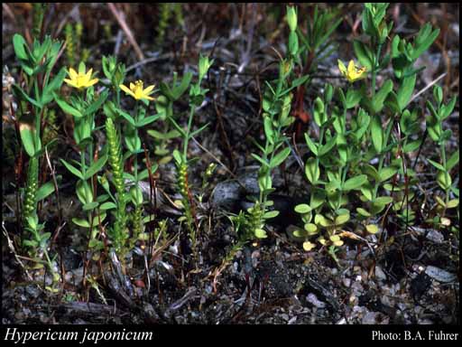 Photograph of Hypericum japonicum Thunb.