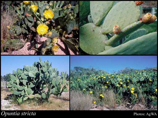 Photograph of Opuntia stricta (Haw.) Haw.