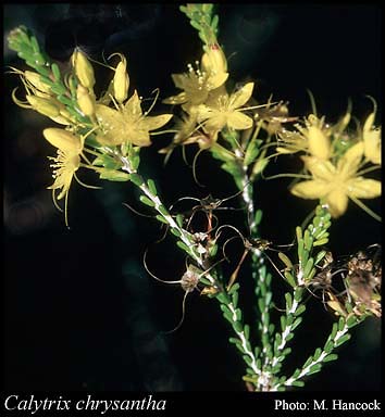 Photograph of Calytrix chrysantha Craven
