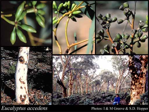 Photograph of Eucalyptus accedens W.Fitzg.