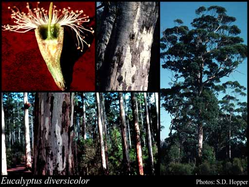 Photograph of Eucalyptus diversicolor F.Muell.