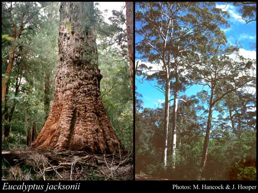 Photograph of Eucalyptus jacksonii Maiden