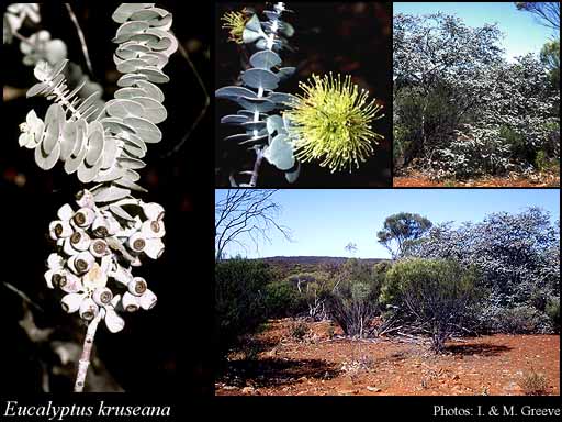 Photograph of Eucalyptus kruseana F.Muell.