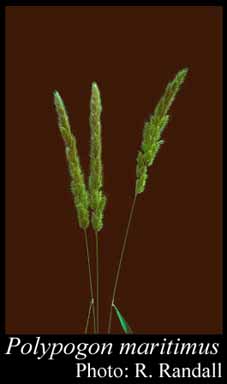 Photograph of Polypogon maritimus Willd.