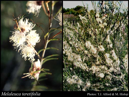 Photograph of Melaleuca teretifolia Endl.