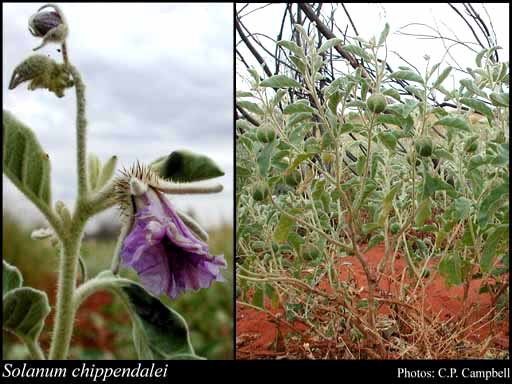 Photograph of Solanum chippendalei Symon