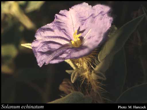 Photograph of Solanum echinatum R.Br.