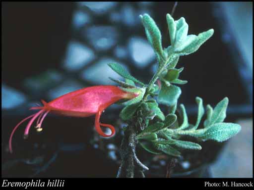 Photograph of Eremophila hillii E.A.Shaw