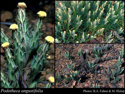 Photograph of Podotheca angustifolia (Labill.) Less.
