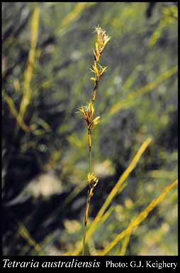 Photograph of Tetraria australiensis C.B.Clarke