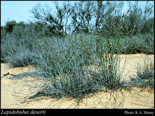 Photograph of Lepidobolus deserti Gilg