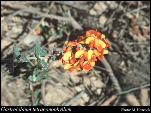 Photograph of Gastrolobium tetragonophyllum (E.Pritz.) Crisp
