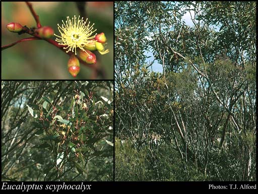 Photograph of Eucalyptus scyphocalyx (Benth.) Maiden & Blakely