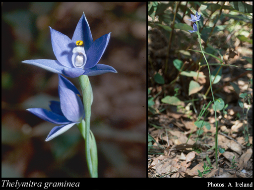 Photograph of Thelymitra graminea Lindl.
