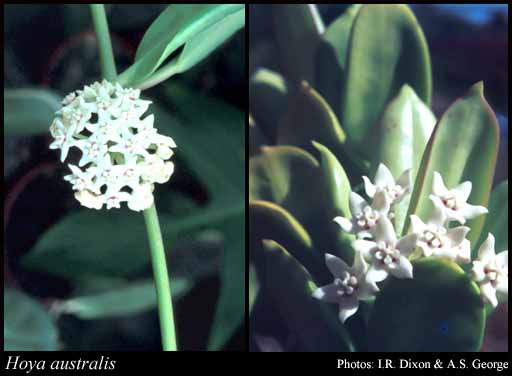 Photograph of Hoya australis J.Traill