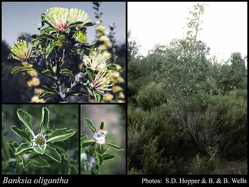 Photo of Banksia oligantha A.S.George