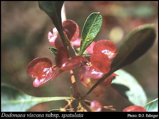 Photograph of Dodonaea viscosa subsp. spatulata (Sm.) J.G.West