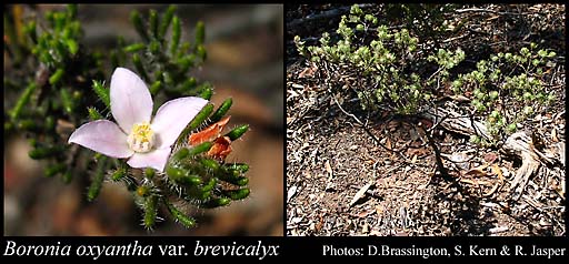 Photo of Boronia oxyantha var. brevicalyx (Benth.) Paul G.Wilson
